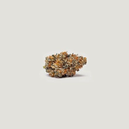 Gushi - Purple City Genetics