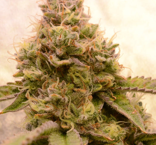 Hawaiian Smuggler - Breedlove Genetics