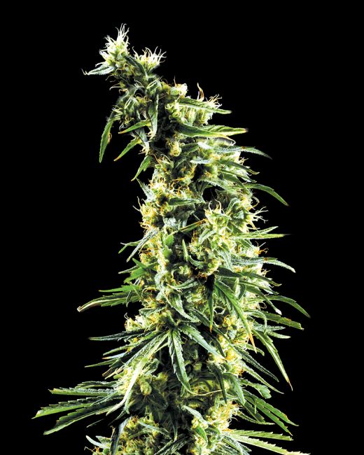 Close-up of a cannabis plant on a black background
