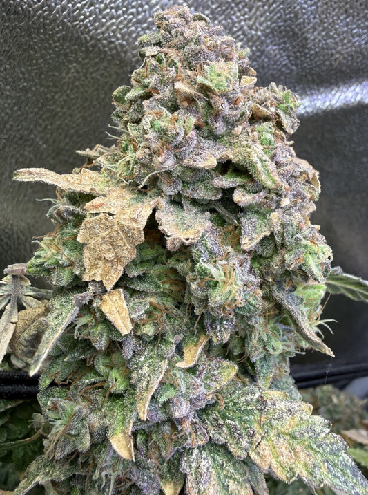 A close-up of a dense, heavily trichome-covered cannabis bud with green, purple, and tan tones against a dark textured background.