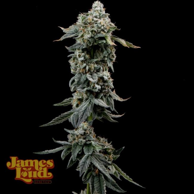 Cannabis plant with visible trichomes on a black background, featuring the James Lord Genetics logo.
