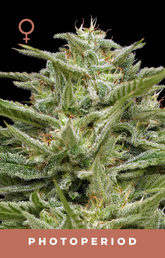 Close-up of a cannabis plant with frost on its leaves against a black background.