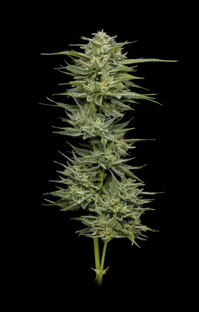 Mature cannabis plant on a black background