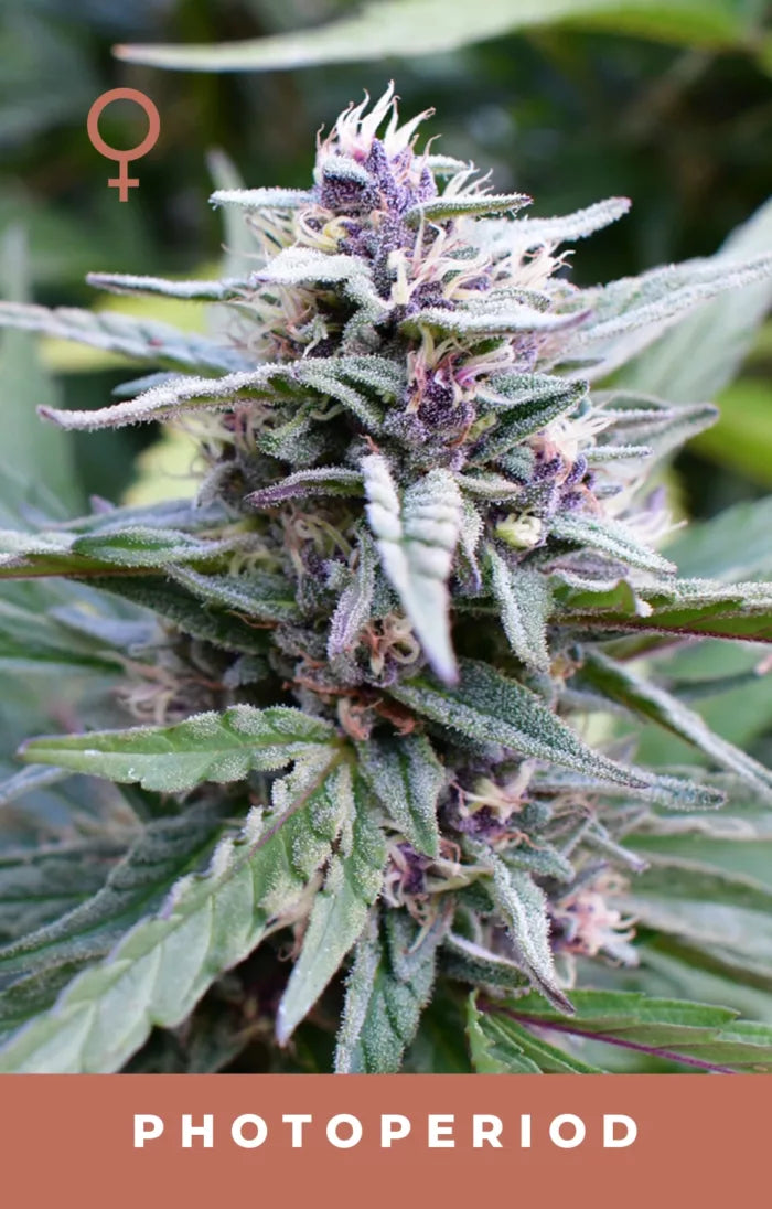 Close-up of a cannabis plant with a female symbol and 'PHOTOPERIOD' text.