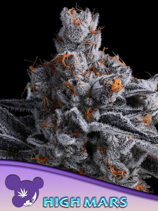 Closeup of a frosty green bud.