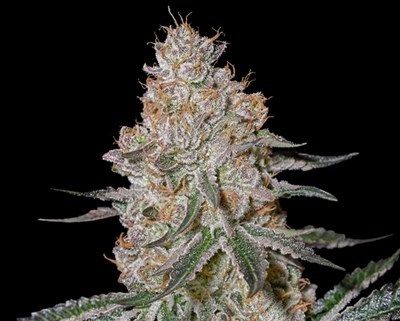 Close-up of a cannabis plant bud with a black background