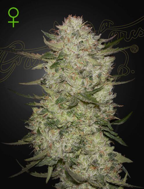 Close-up of a cannabis plant bud with a dark background