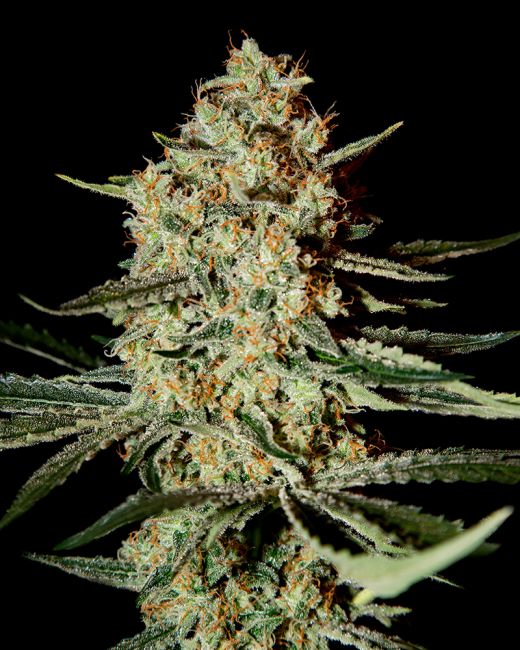 Close-up of a cannabis plant with a black background