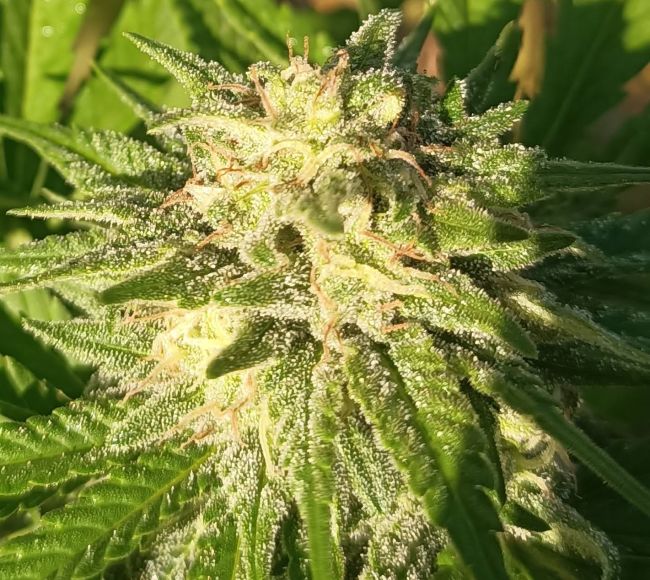 Close-up of a cannabis plant with green leaves and buds.