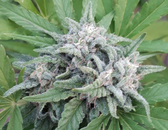 Close-up of a cannabis plant with green leaves and visible buds.