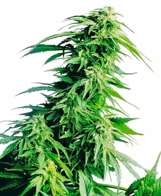 Close-up of a cannabis plant with green leaves on a white background