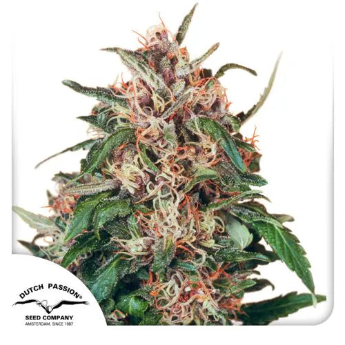 Close-up of a cannabis plant with visible trichomes on a white background, featuring the Dutch Passion logo.