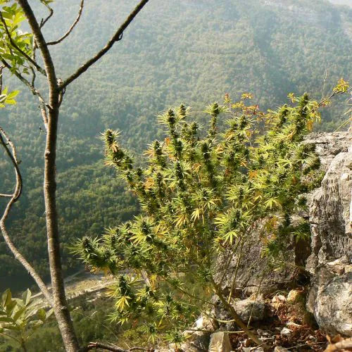 Green bush on a rocky cliff with a mountainous landscape in the background