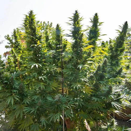 Growth of cannabis plants outdoors with green leaves and buds.