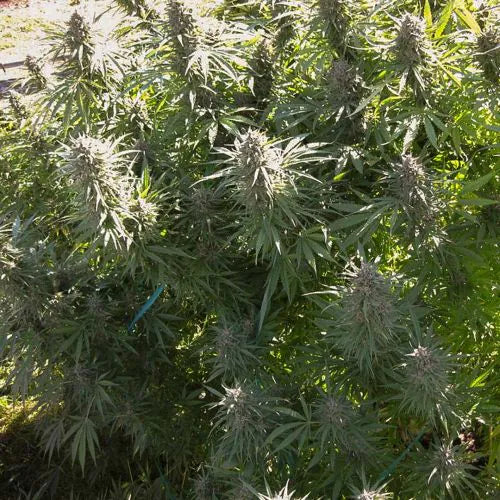 Close-up of a cannabis plant with green leaves and buds.