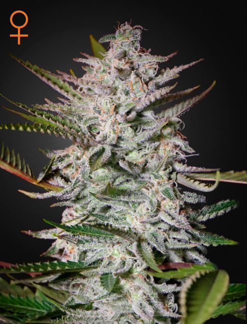 Close-up of a cannabis plant with visible trichomes on a dark background