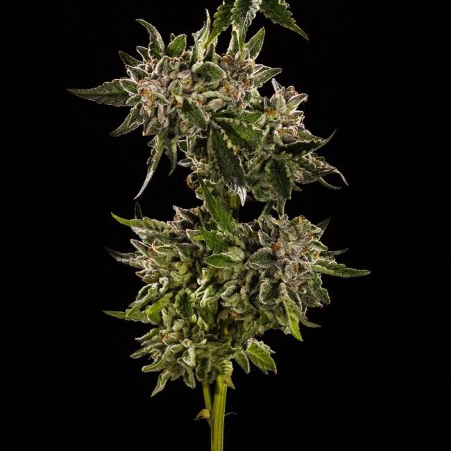 Close-up of a cannabis plant with a black background