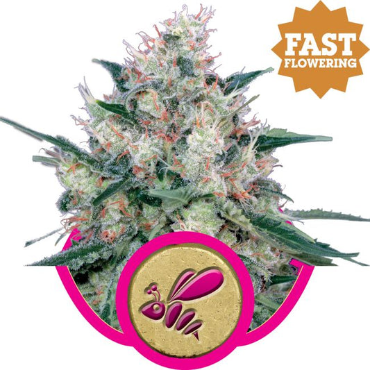 Close-up of a cannabis plant with 'Fast Flowering' label and bee icon.