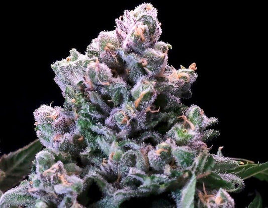 A close-up of a dense cannabis bud covered in frosty white trichomes with green and purple tones, set against a solid black background.