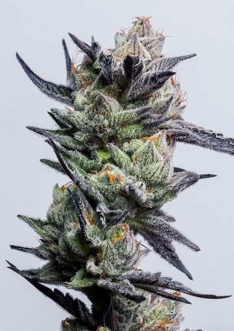 Close-up of a cannabis plant bud with a gray background