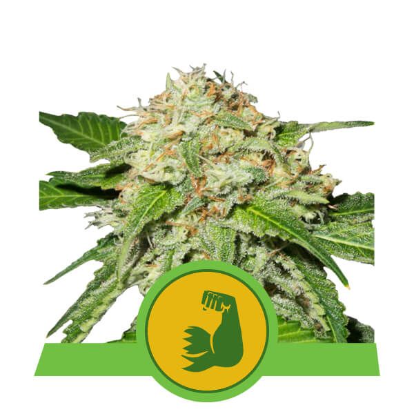 Close-up of a cannabis bud with a green logo featuring a fist on a white background