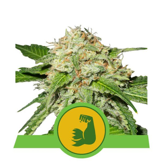 Close-up of a cannabis bud with a green logo featuring a fist on a white background