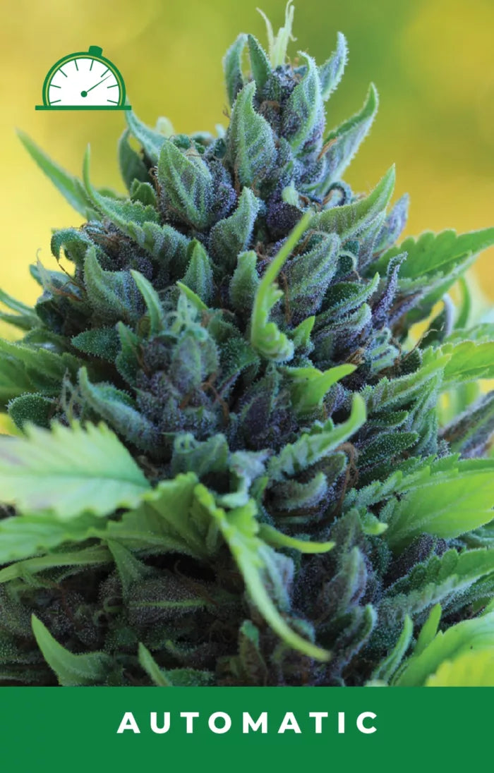 Close-up of a cannabis plant with buds labeled 'Automatic' on a green background
