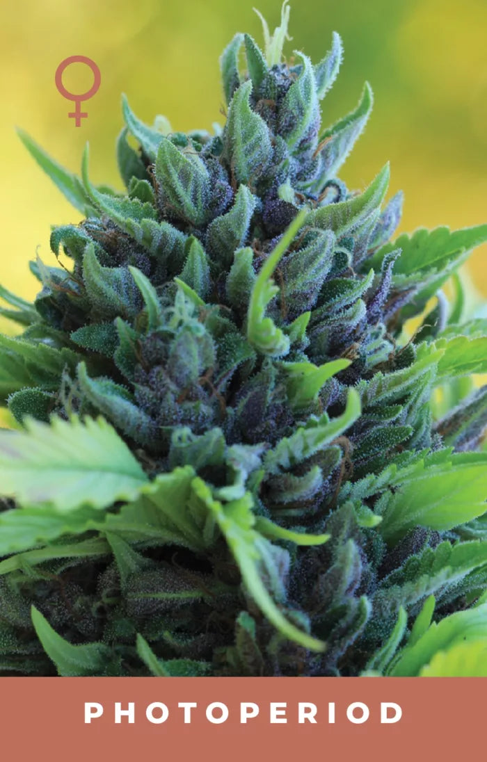 Close-up of a cannabis plant with a focus on photoperiod, featuring a green background.