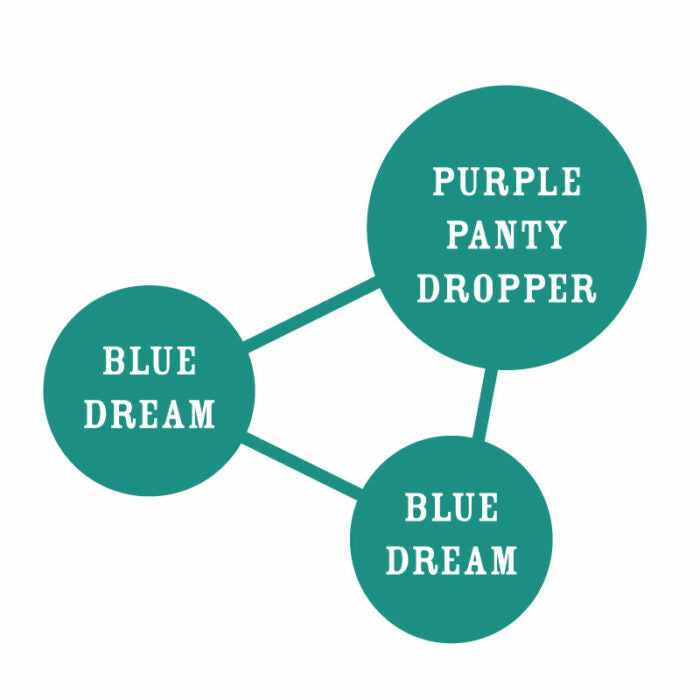 Diagram with three green circles labeled 'Blue Dream' and 'Purple Panty Dropper' on a white background.