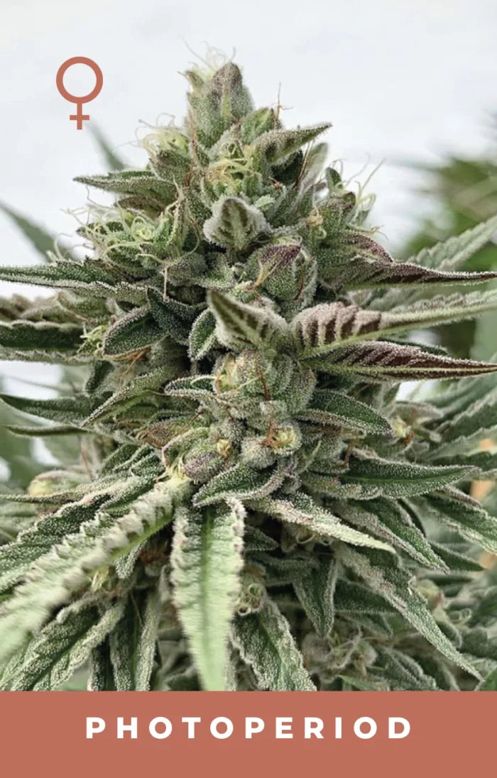 Close-up of a cannabis plant with 'PHOTOPERIOD' text and female symbol.