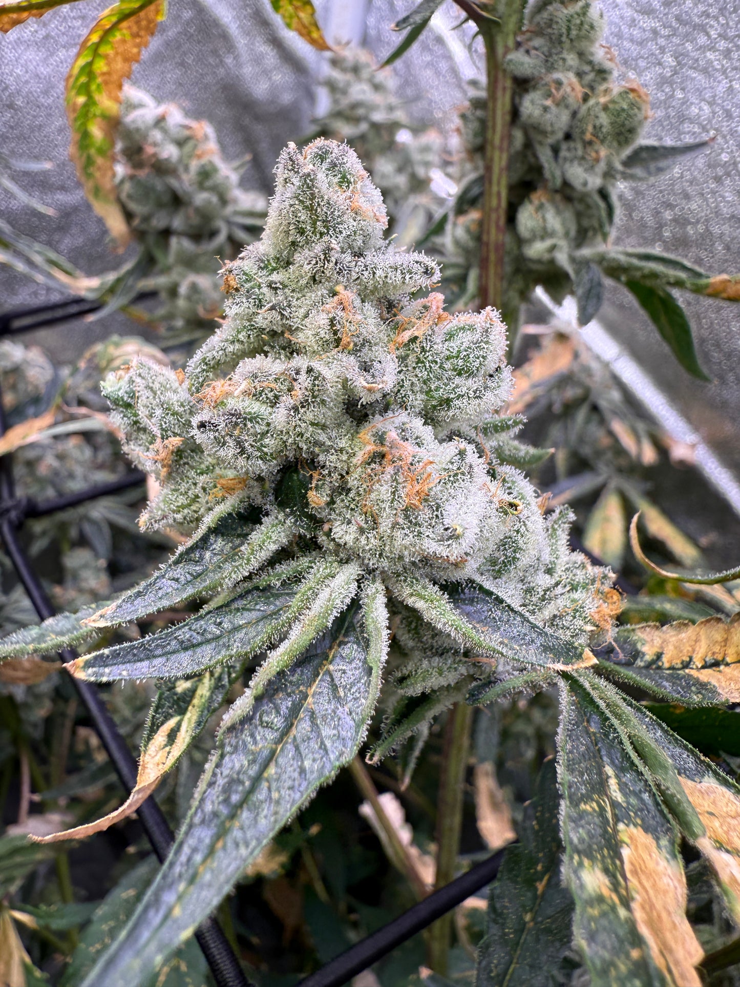 Close-up of a cannabis plant with visible buds and leaves.
