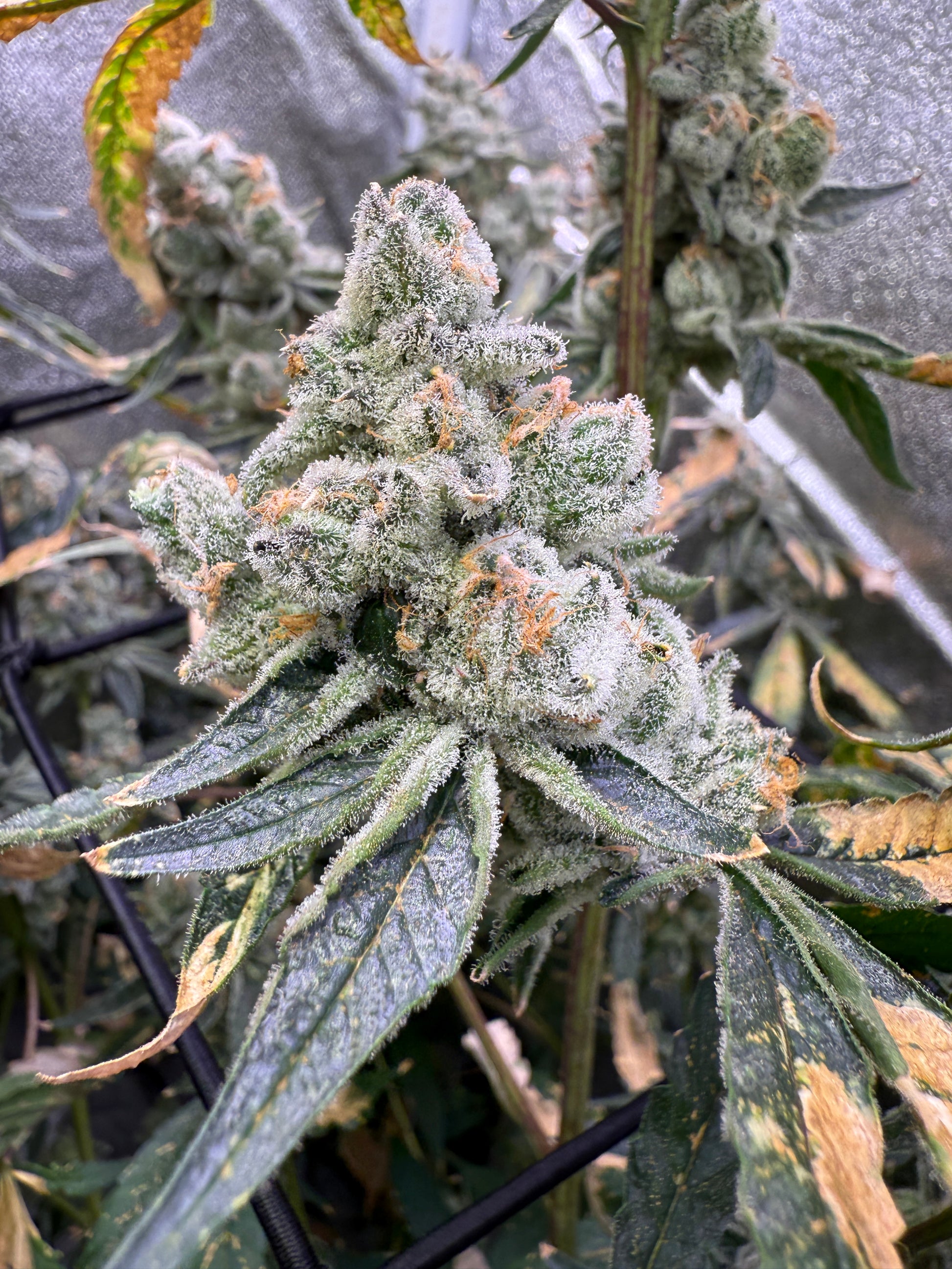 Close-up of a cannabis plant with visible buds and leaves.