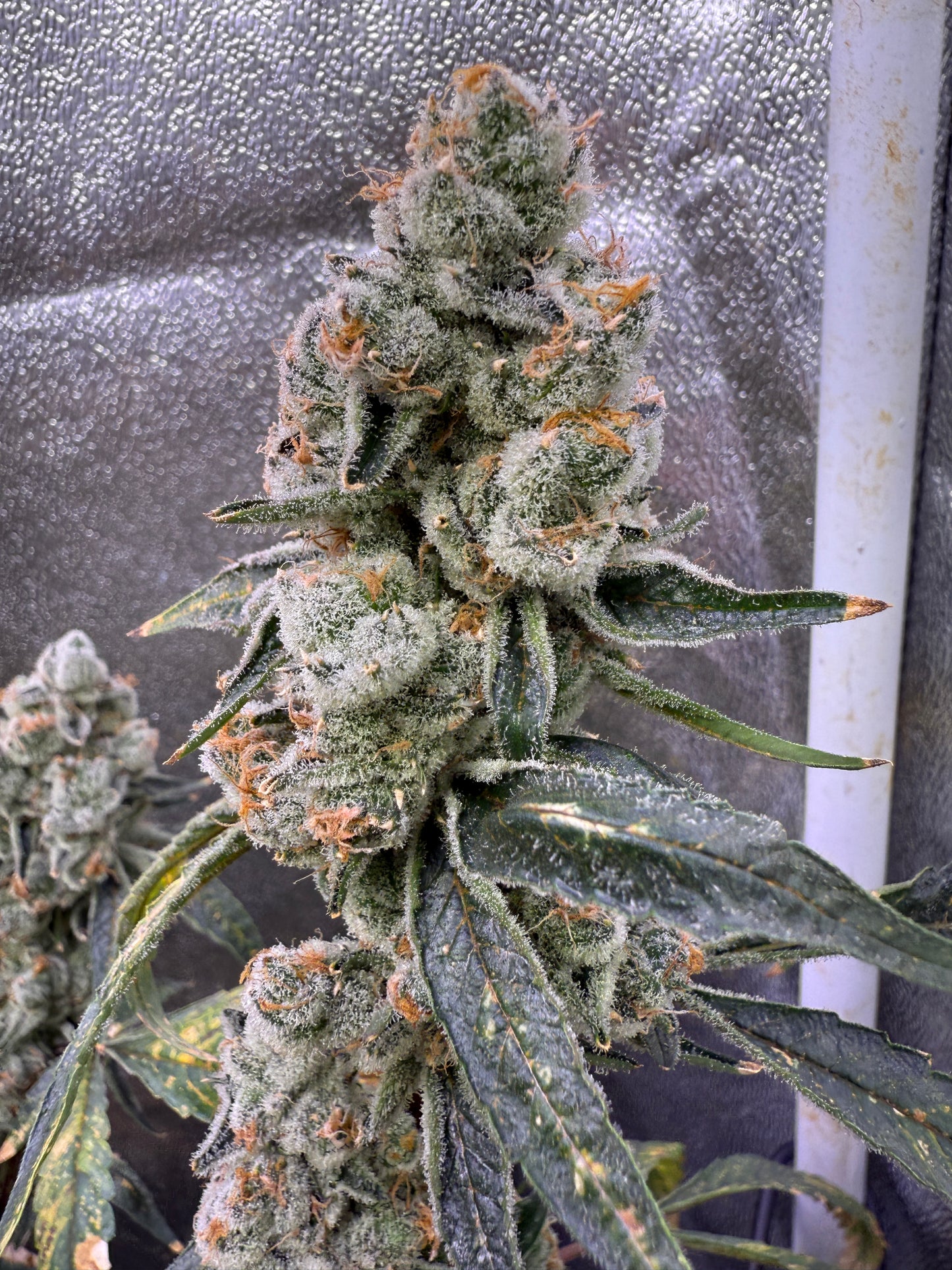 Close-up of a cannabis plant with trichomes on a reflective surface