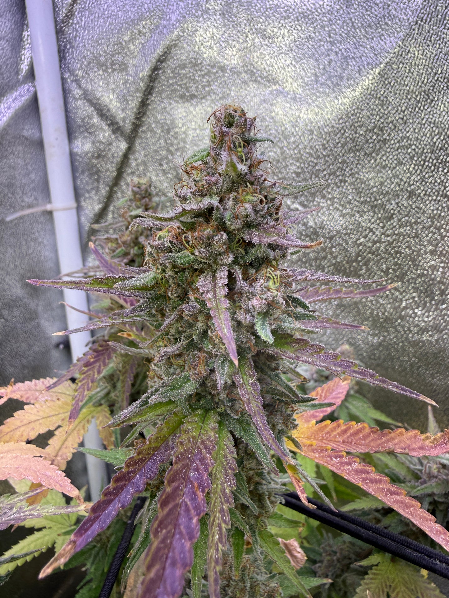 A close-up of a cannabis plant bud with purple and green tones, growing under a reflective silver grow tent.