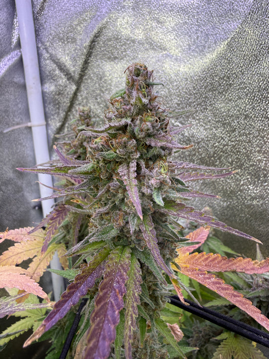 A close-up of a cannabis plant bud with purple and green tones, growing under a reflective silver grow tent.