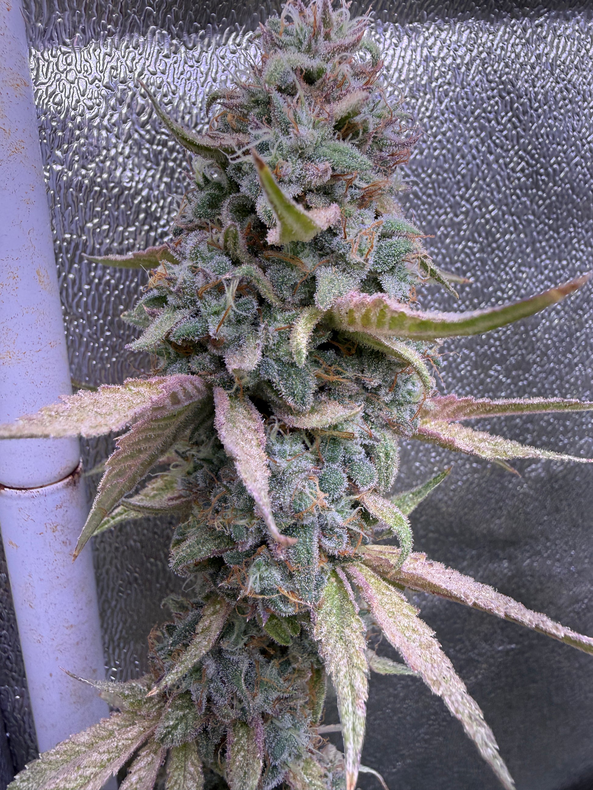 A close-up of a flowering cannabis bud cluster with frosty white trichomes, green leaves, and pinkish-purple edging, set against a textured silver reflective surface.