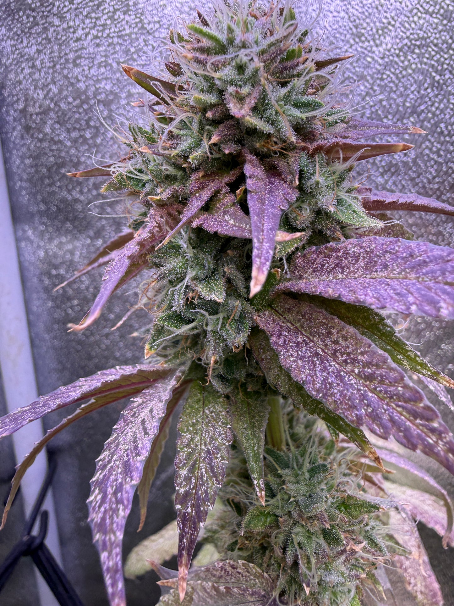 A close-up of a flowering cannabis bud with green and purple tones, covered in frosty white trichomes, set against a textured gray background.