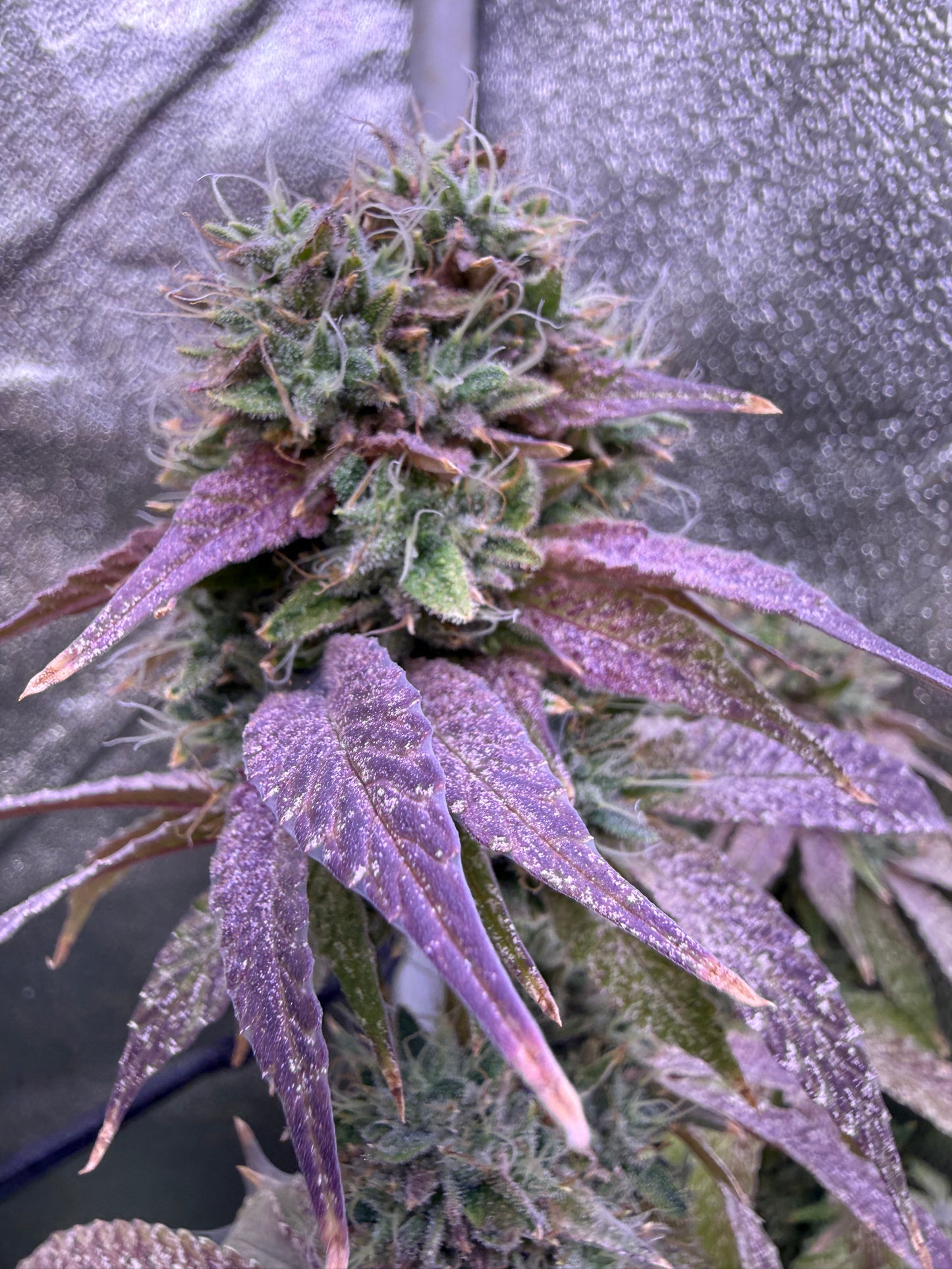 A close-up of a flowering cannabis bud with green and purple tones, covered in frosty white trichomes, set against a gray fabric background.