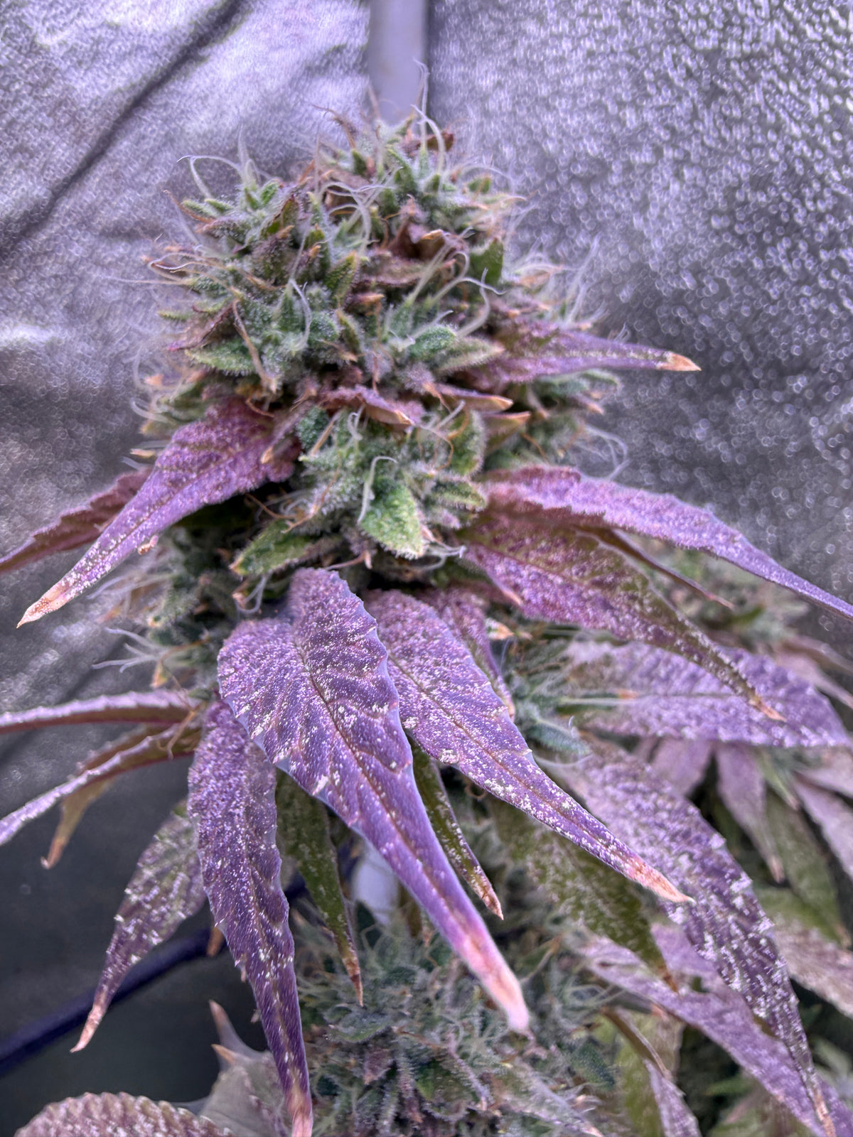 A close-up of a flowering cannabis bud with green and purple tones, covered in frosty white trichomes, set against a gray fabric background.