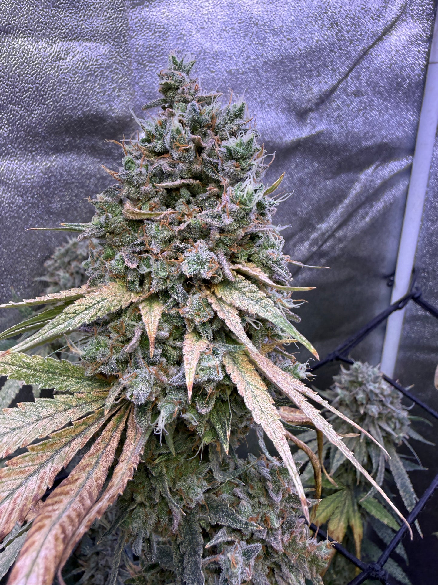 A close-up of a large cannabis bud with green and orange-pink trichomes, growing inside a reflective grow tent.