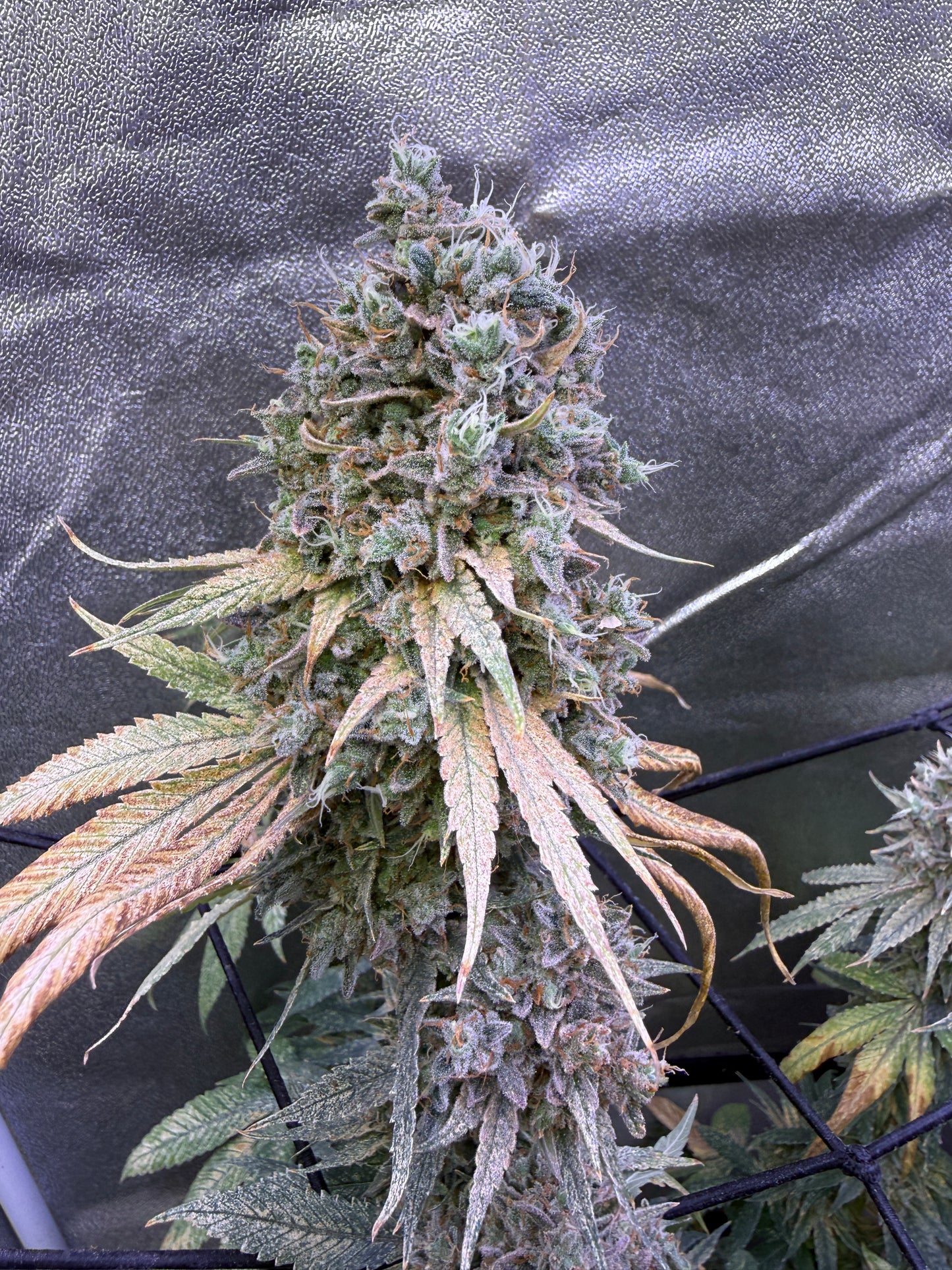 A close-up of a large cannabis flower bud growing vertically, covered in dense trichomes and surrounded by green and orange-brown leaves, photographed against a dark gray fabric backdrop.