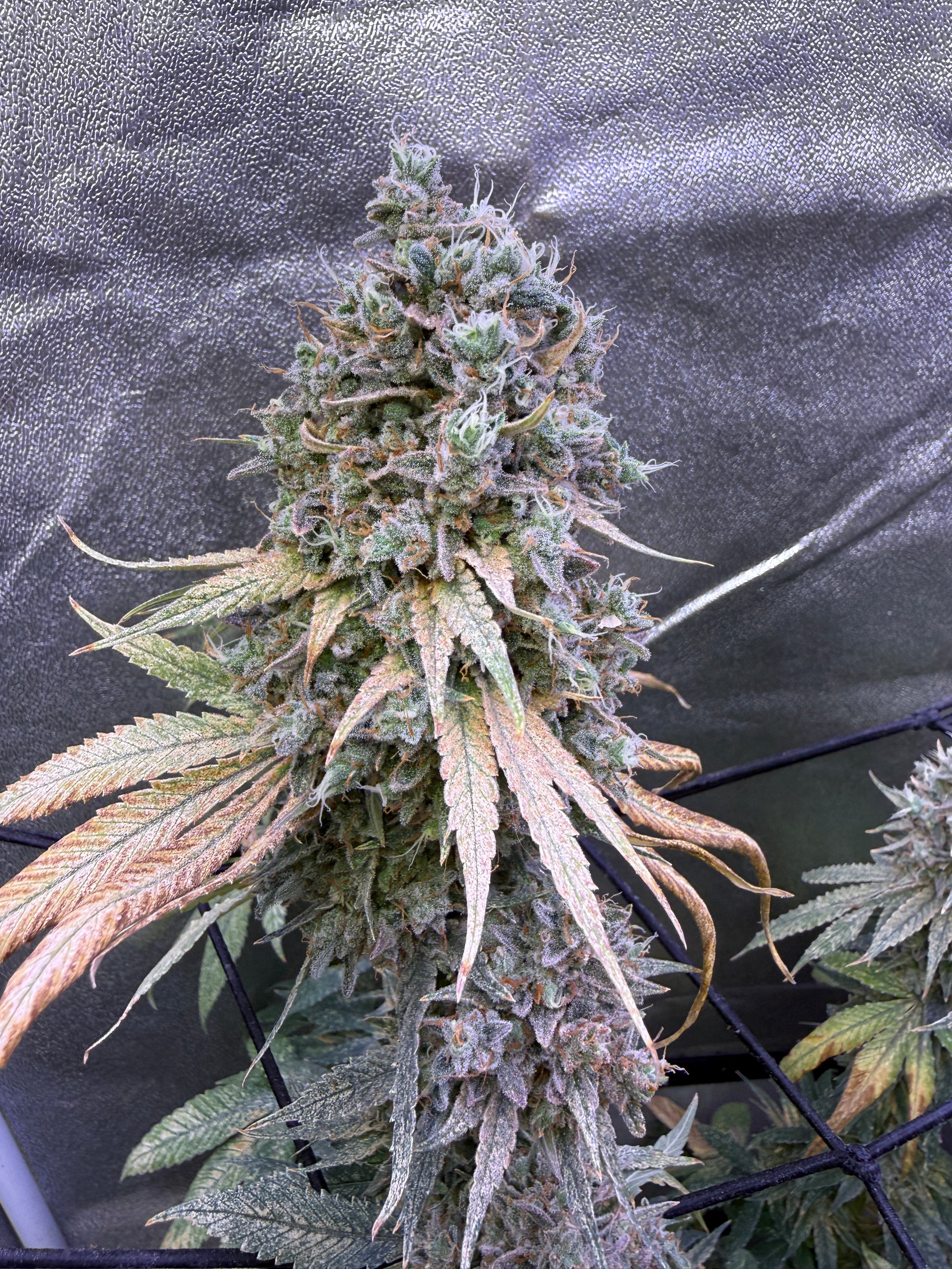 A close-up of a large cannabis flower bud growing vertically, covered in dense trichomes and surrounded by green and orange-brown leaves, photographed against a dark gray fabric backdrop.