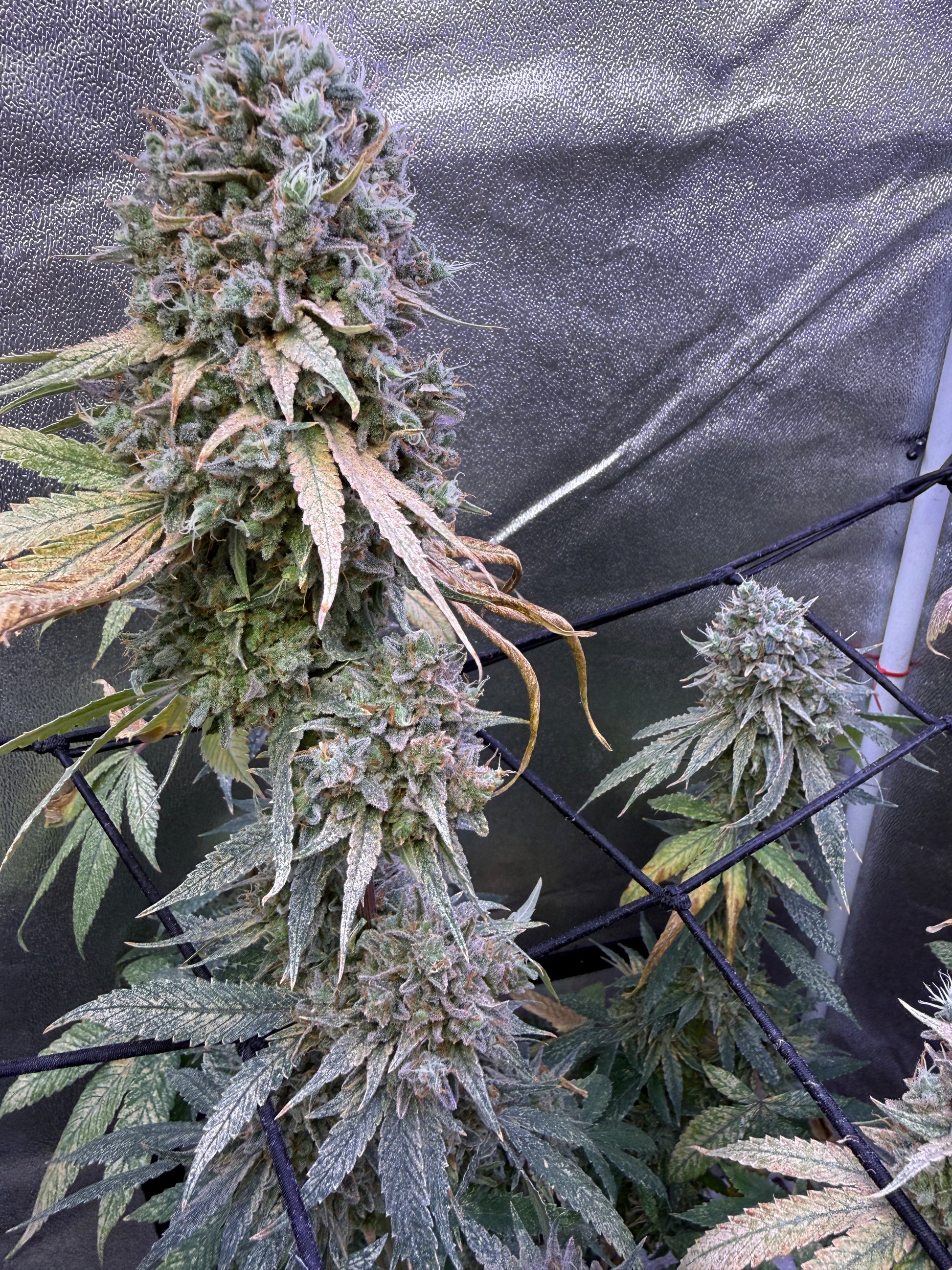 Close-up of a flowering cannabis plant with large, dense buds covered in white trichomes, surrounded by green and yellowing leaves inside a grow tent.