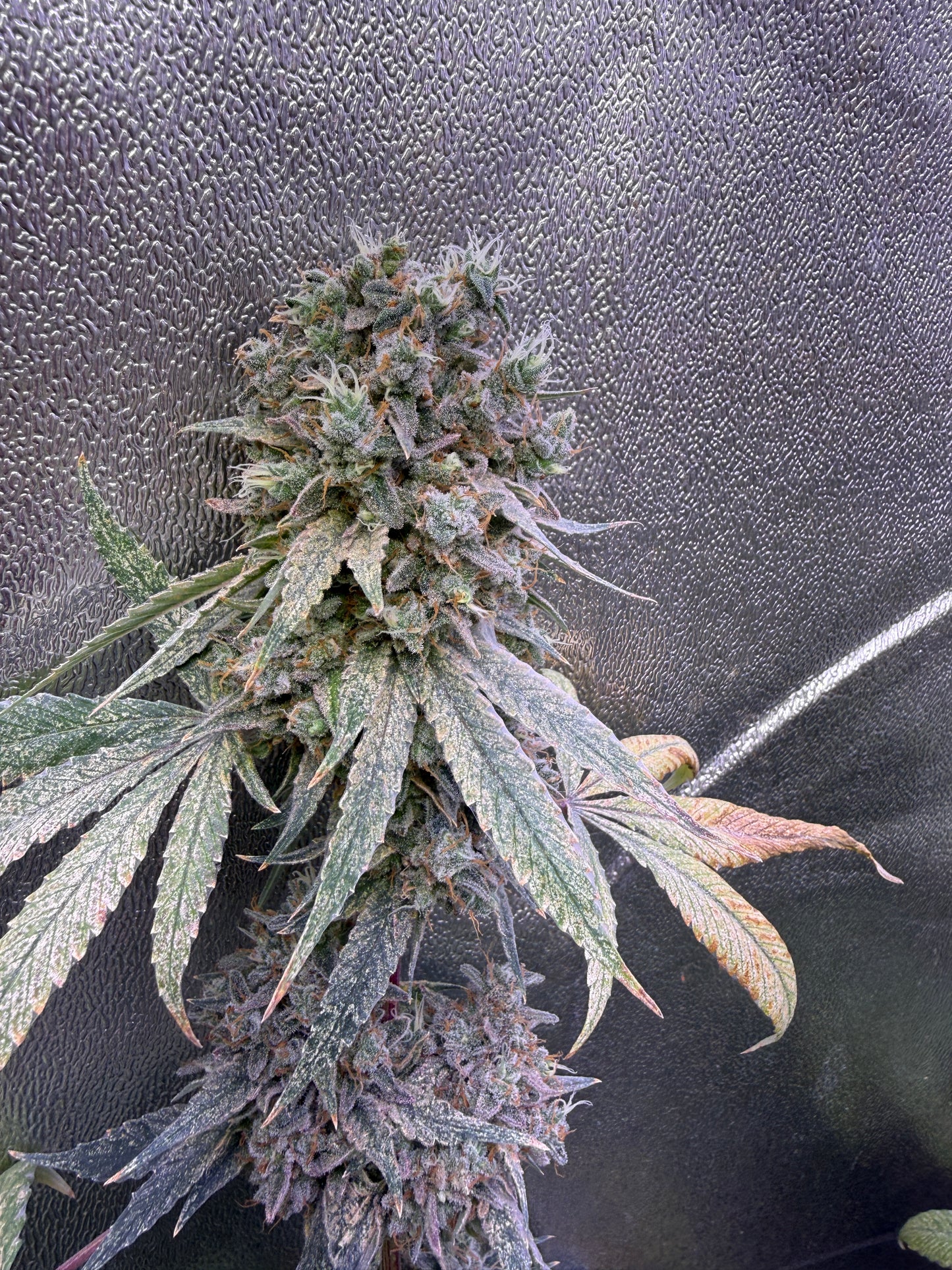 A close-up of a cannabis flower bud with green and purple tones, growing against a dark textured background.