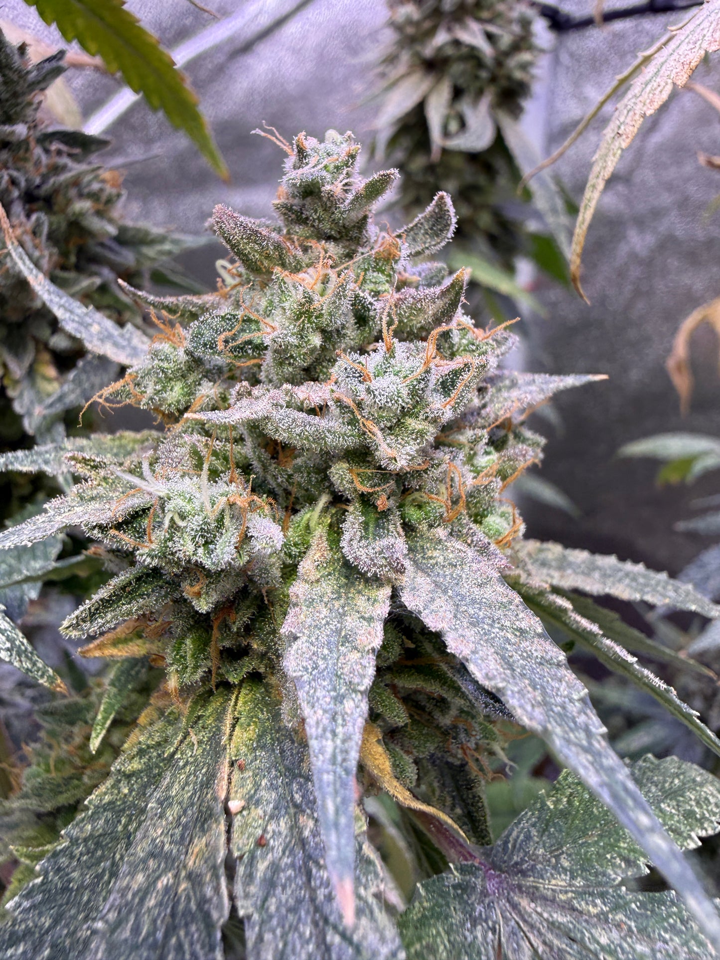 A close-up of a mature cannabis bud covered in frosty white trichomes, surrounded by green and mottled leaves in an indoor growing environment.