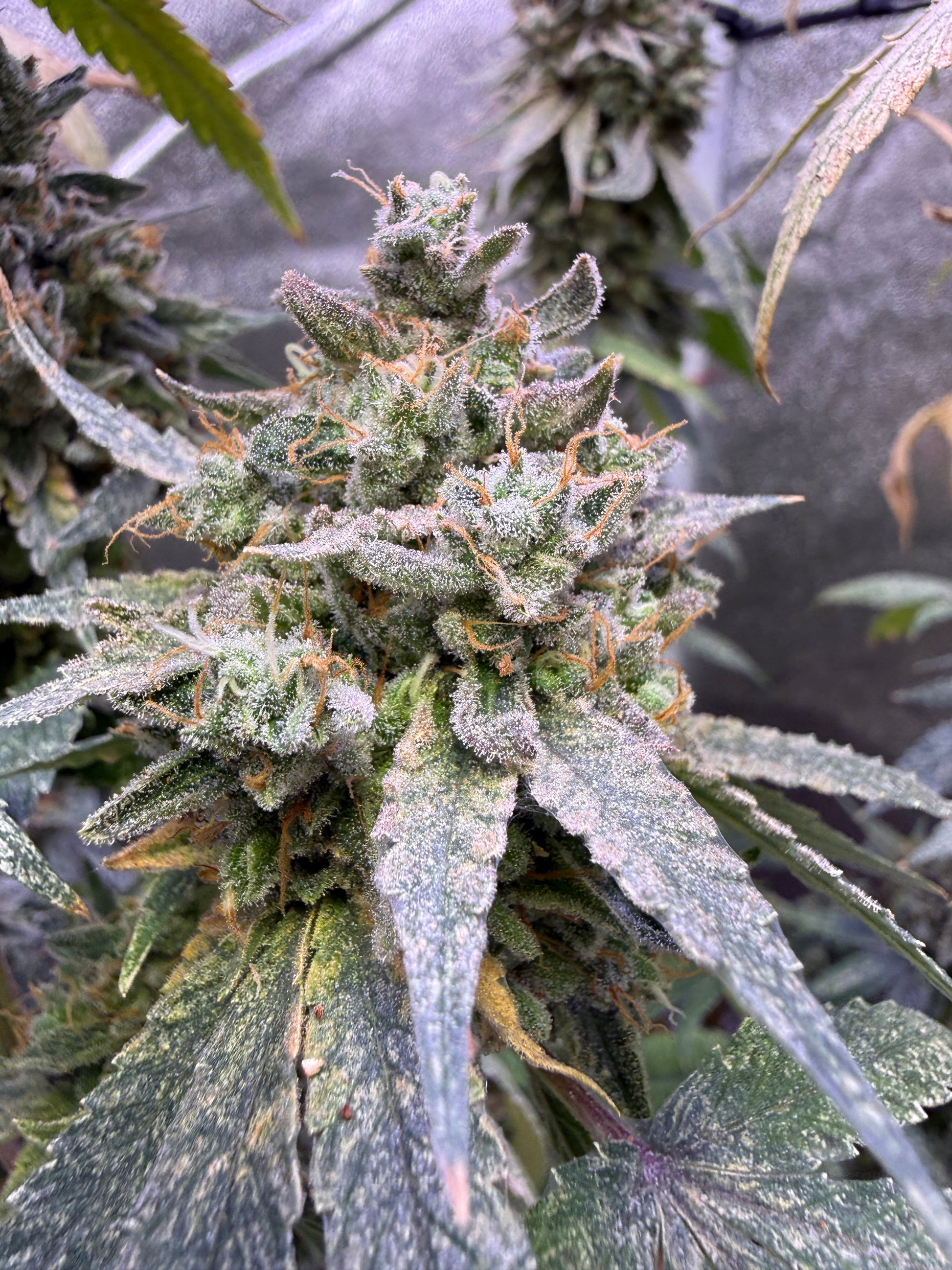 A close-up of a mature cannabis bud covered in frosty white trichomes, surrounded by green and mottled leaves in an indoor growing environment.