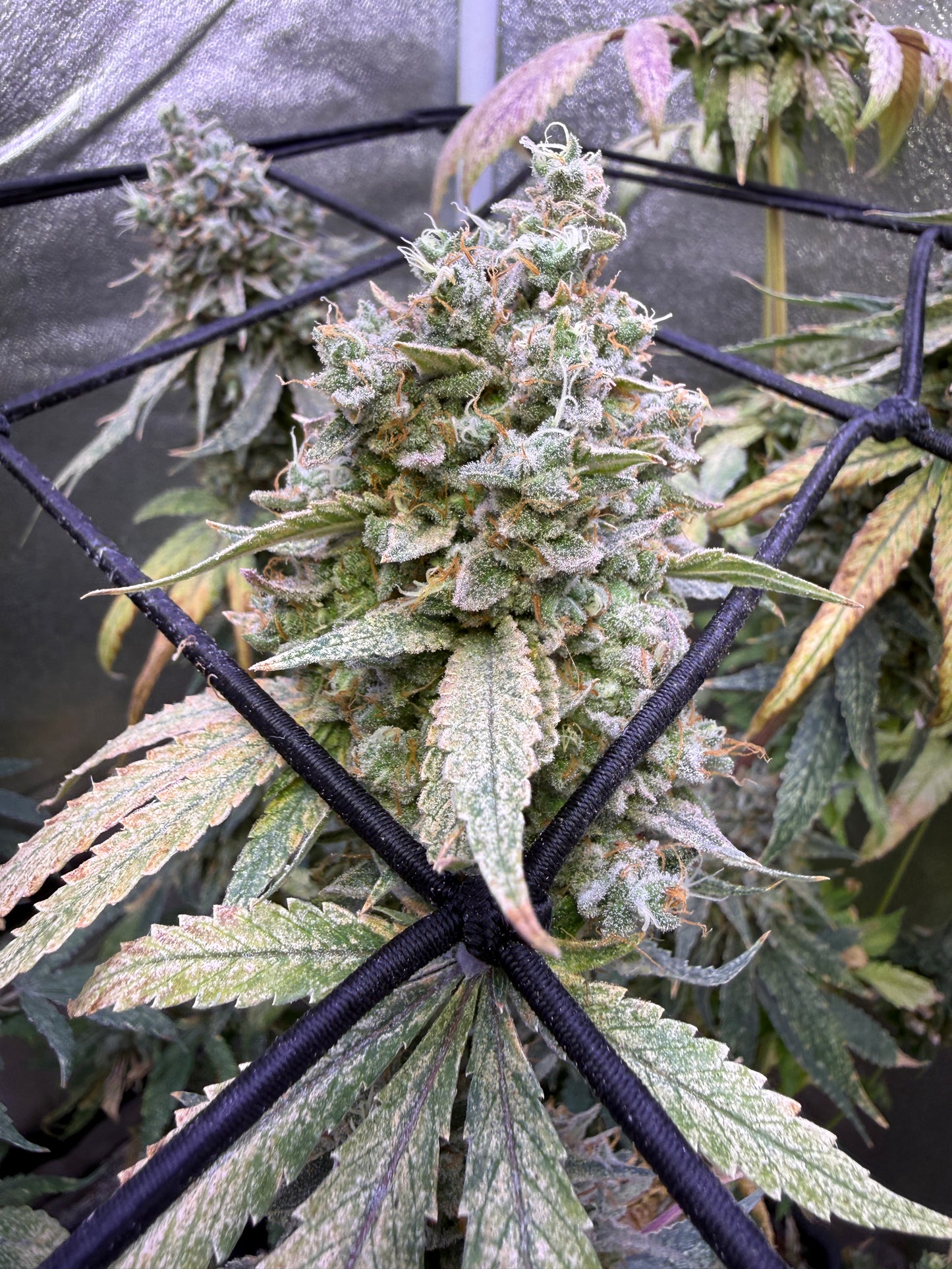 A close-up of a cannabis flower bud growing on a plant, with green and orange pistils and trichomes, photographed inside a greenhouse behind a black trellis structure.