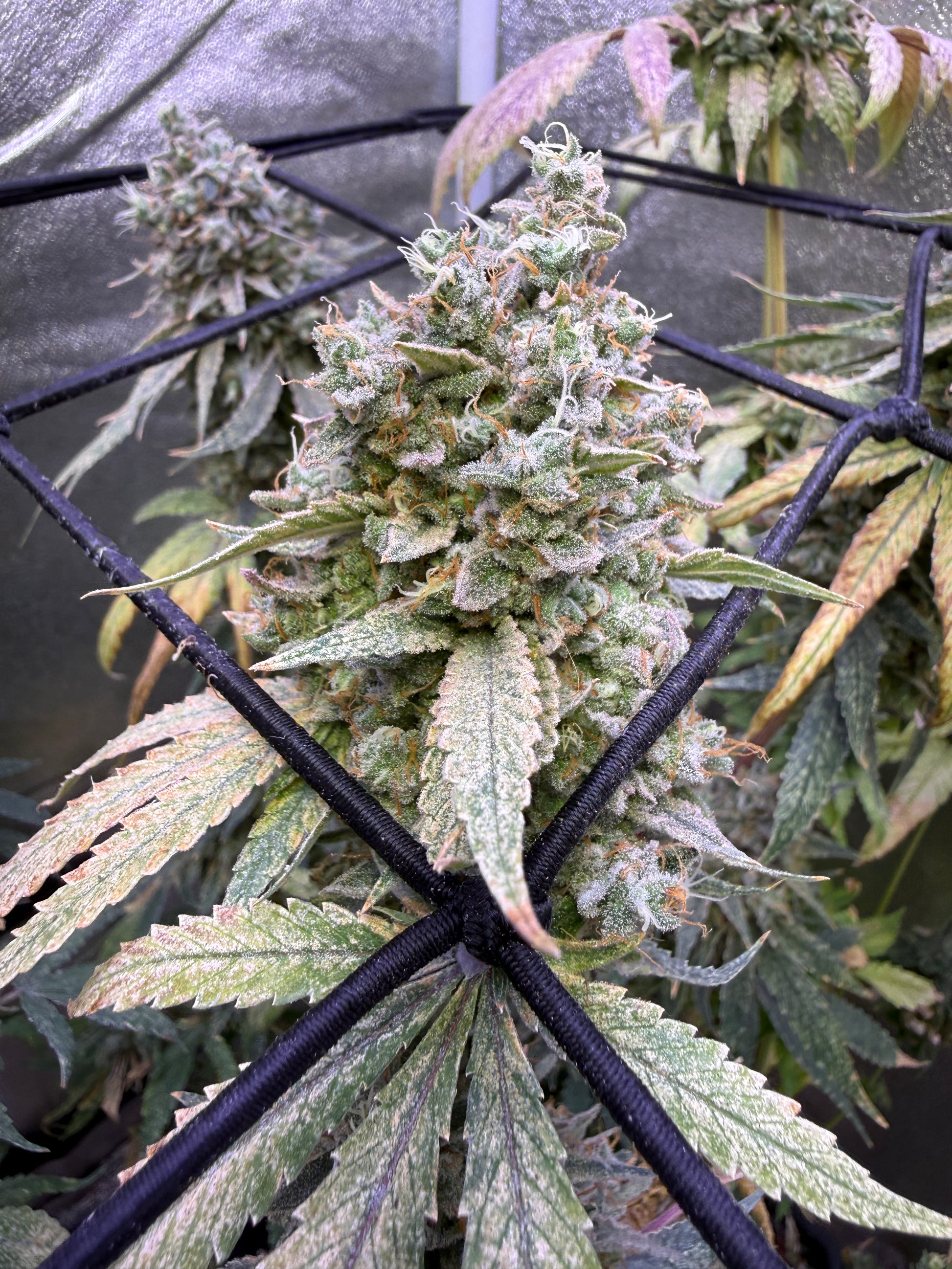 A close-up of a cannabis flower bud growing on a plant, with green and orange pistils and trichomes, photographed inside a greenhouse behind a black trellis structure.
