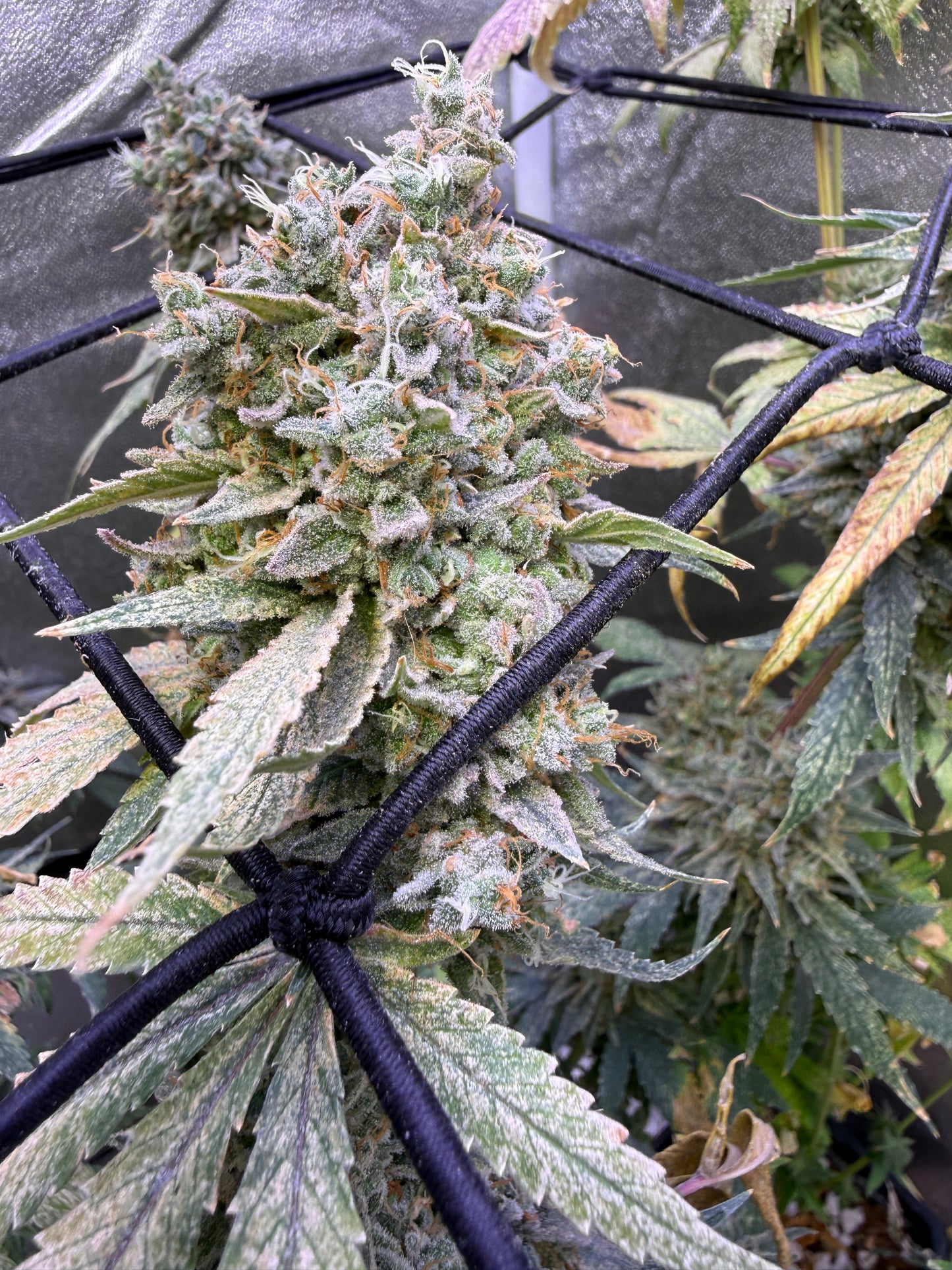 A close-up of a cannabis flower bud growing on a plant, with green and orange pistils, trichomes, and surrounding leaves, photographed through a black support trellis.