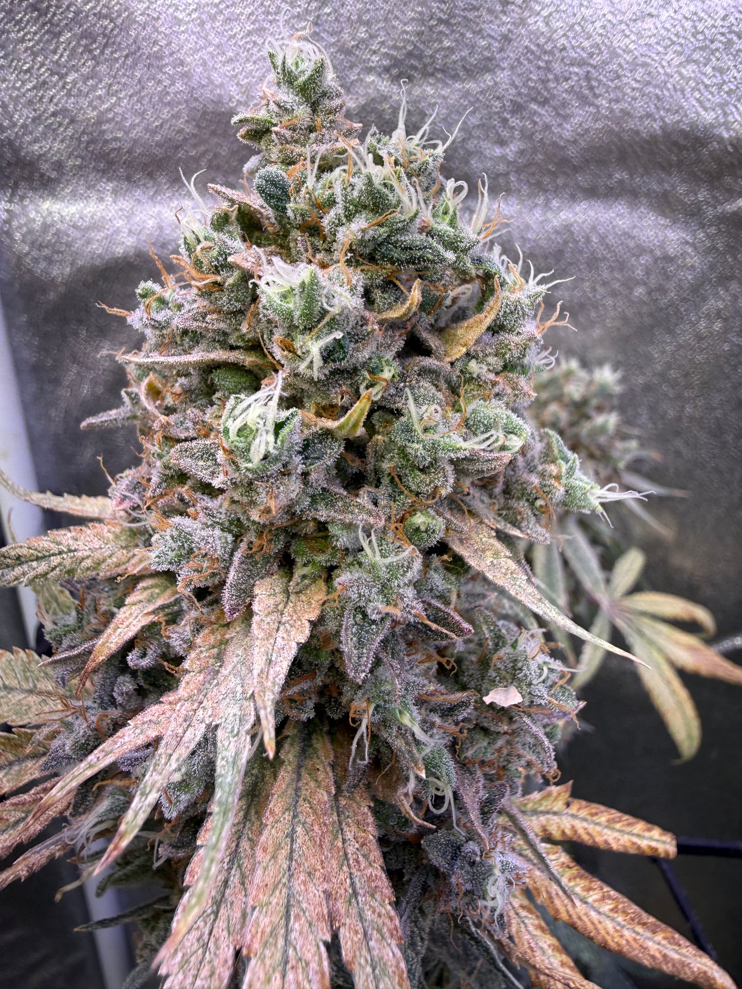 A close-up of a large cannabis flower bud with frosty white trichomes, green and orange-pink coloring, and attached leaves against a reflective silver grow backdrop.